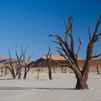 4. Martwe drzewa akacji (akacja erioloba) w Dead Vlei, w pobliżu Sossusvlei, ...